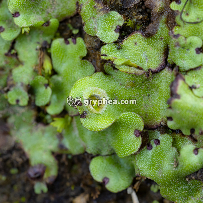 Hépatique avec corbeille à propagules (Açores) - gryphea.org